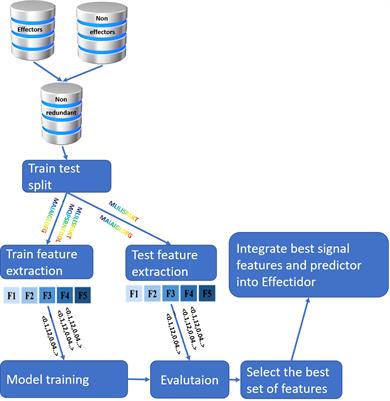 Natural language processing approach to model the secretion signal of type III effectors